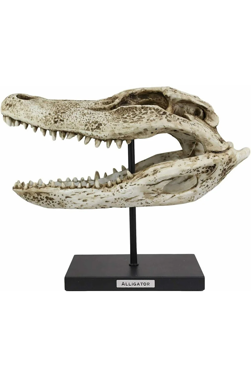 Aged Alligator Skull Replica - Image 2