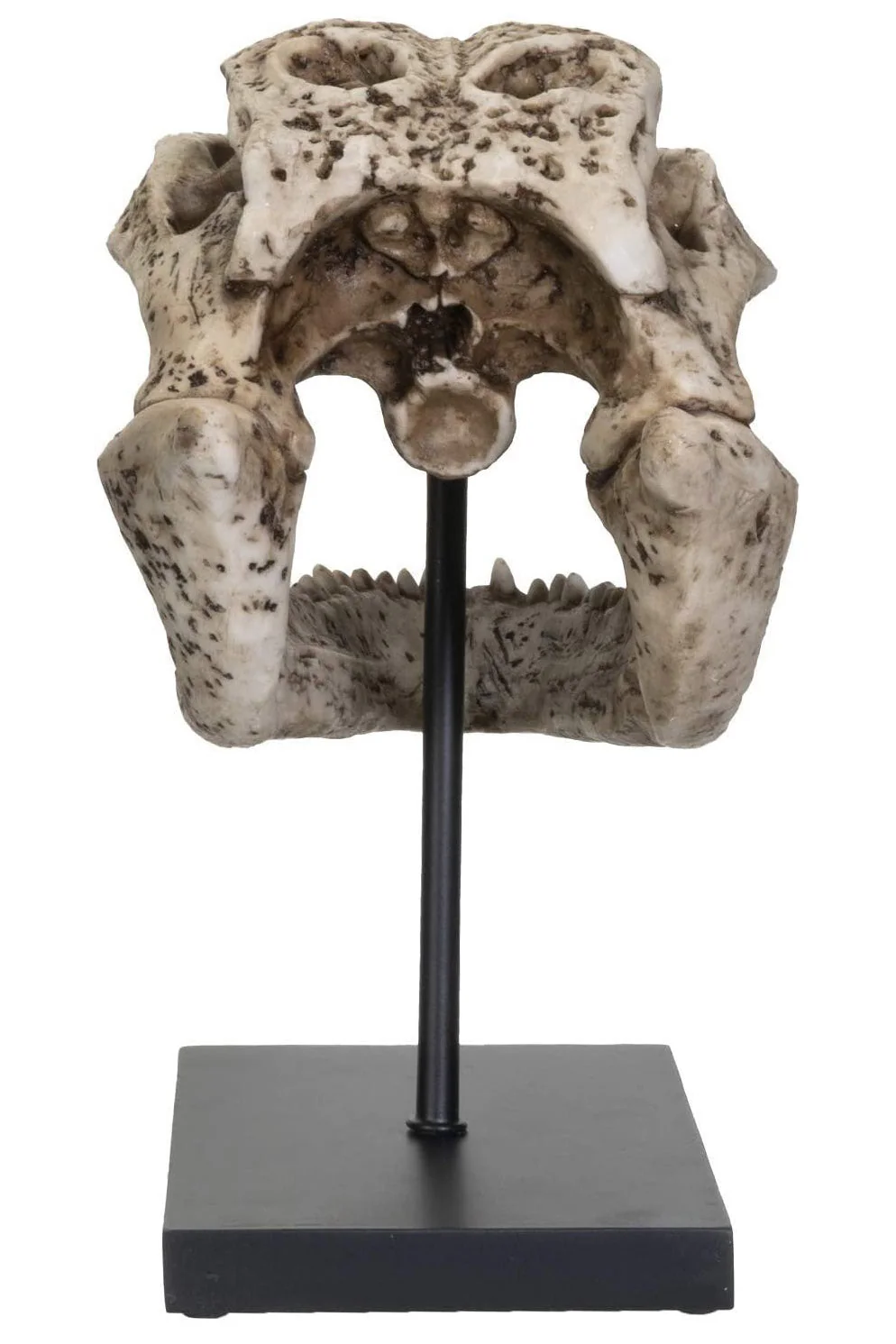 Aged Alligator Skull Replica - Image 3