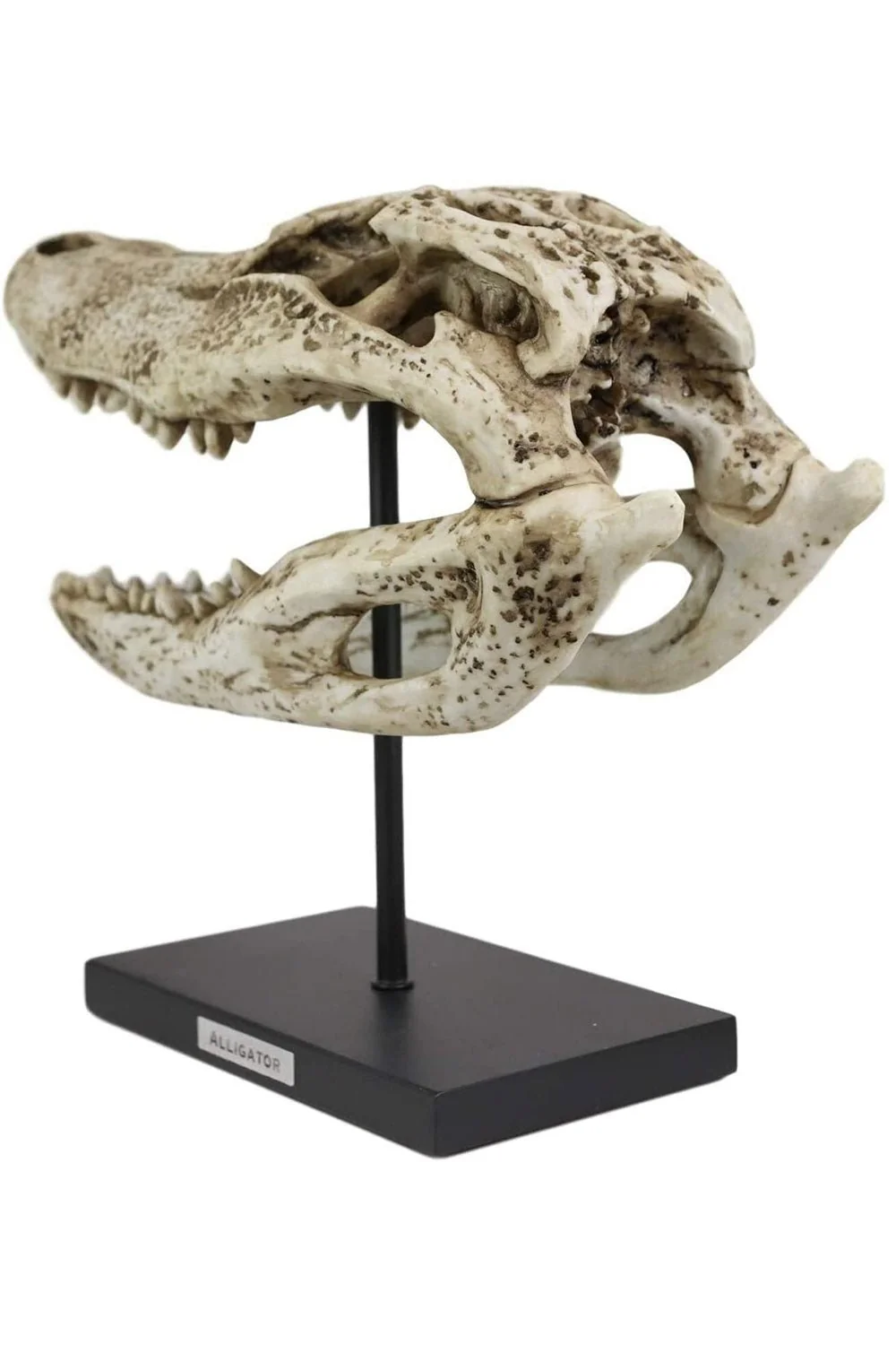 Aged Alligator Skull Replica - Image 4
