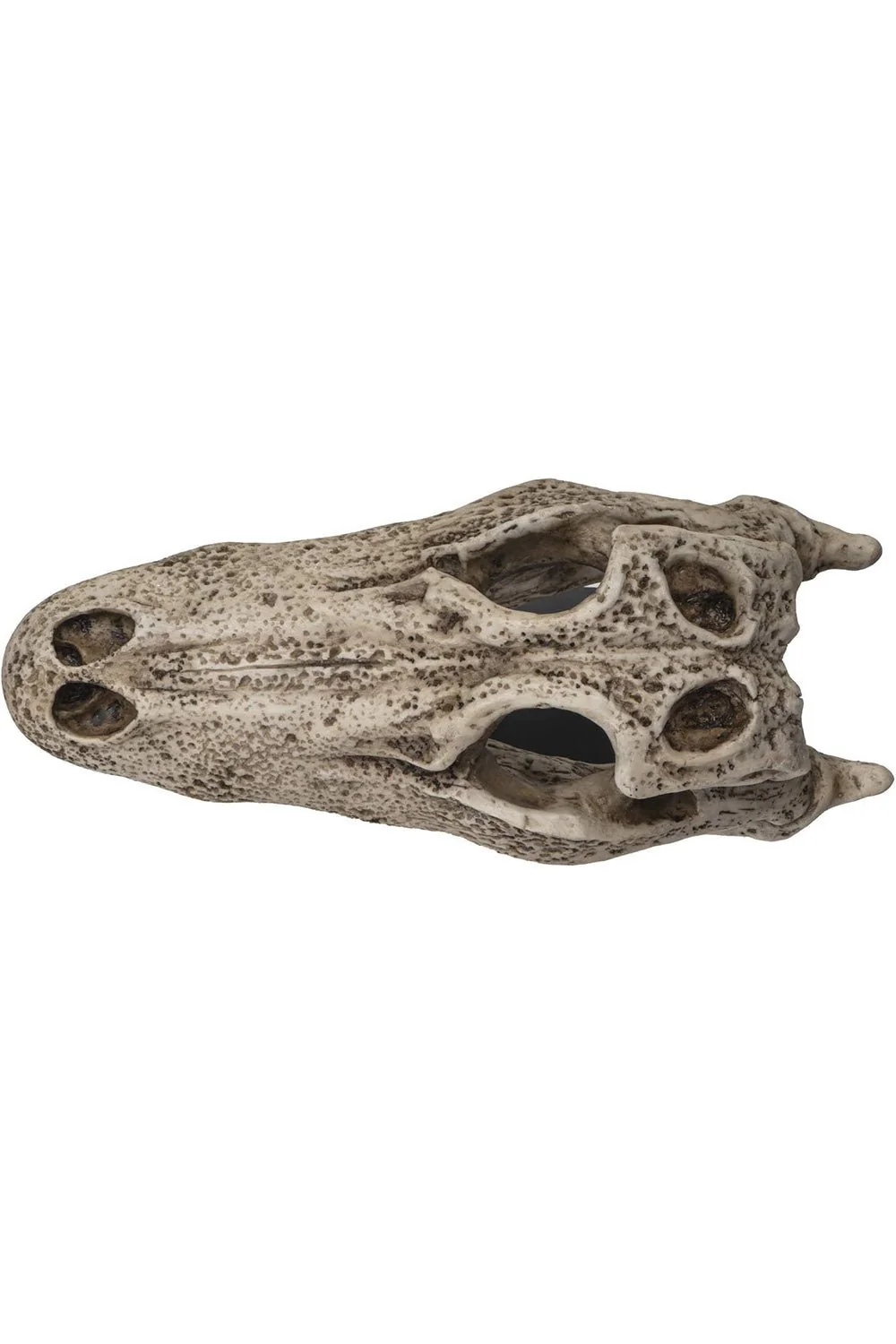 Aged Alligator Skull Replica - Image 5