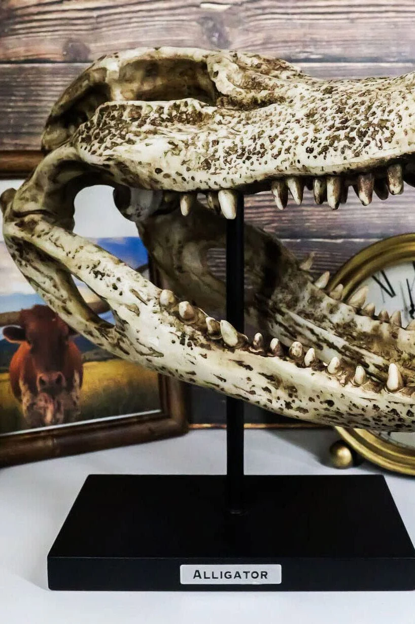 Aged Alligator Skull Replica - Image 6