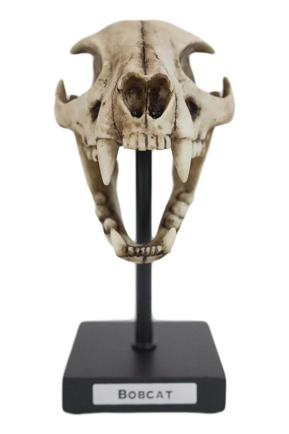 Bobcat Skull Replica - Image 2