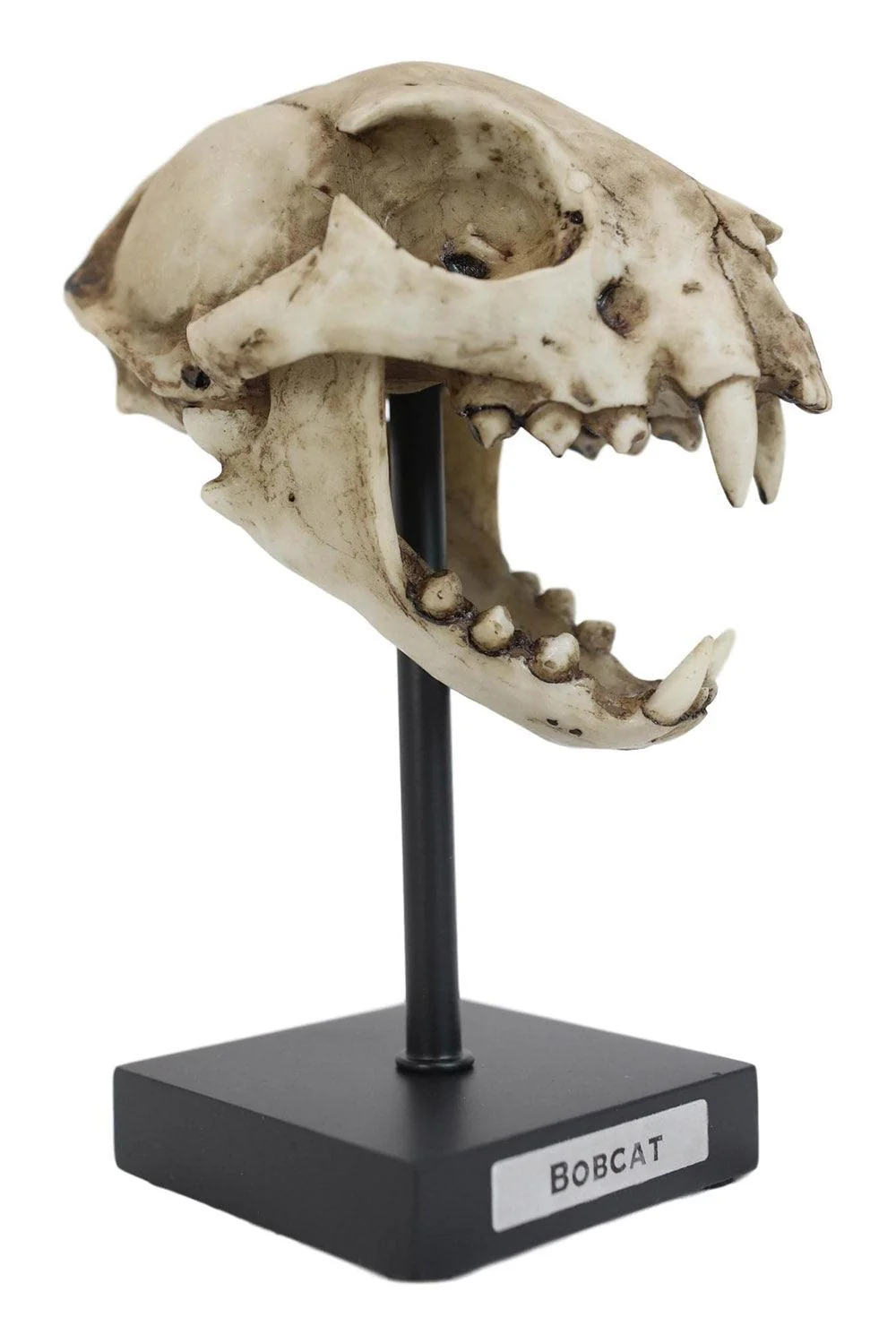 Bobcat Skull Replica - Image 3