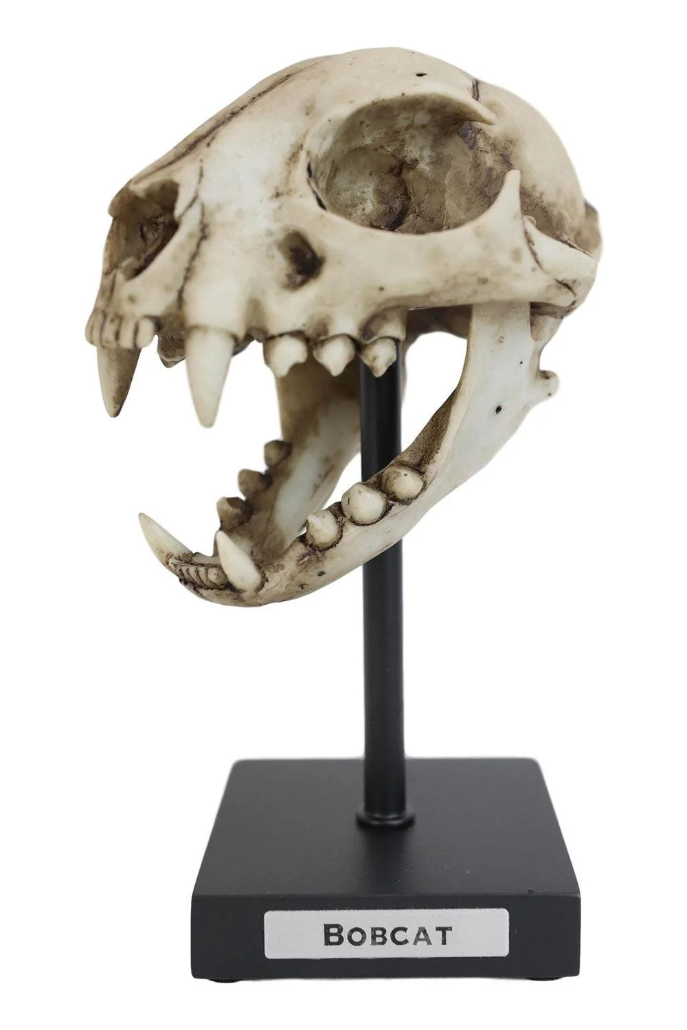 Bobcat Skull Replica - Image 5