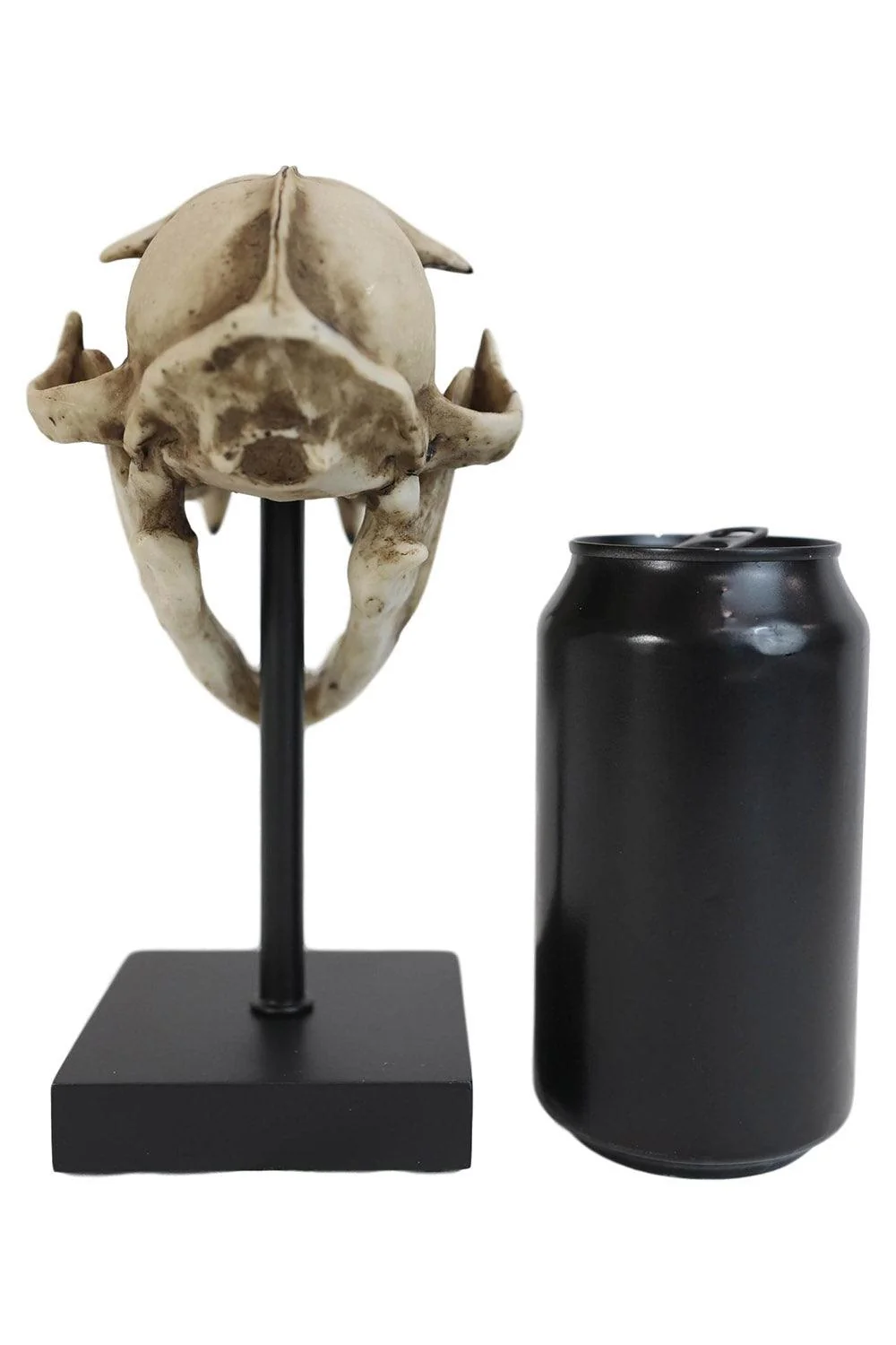 Bobcat Skull Replica - Image 6