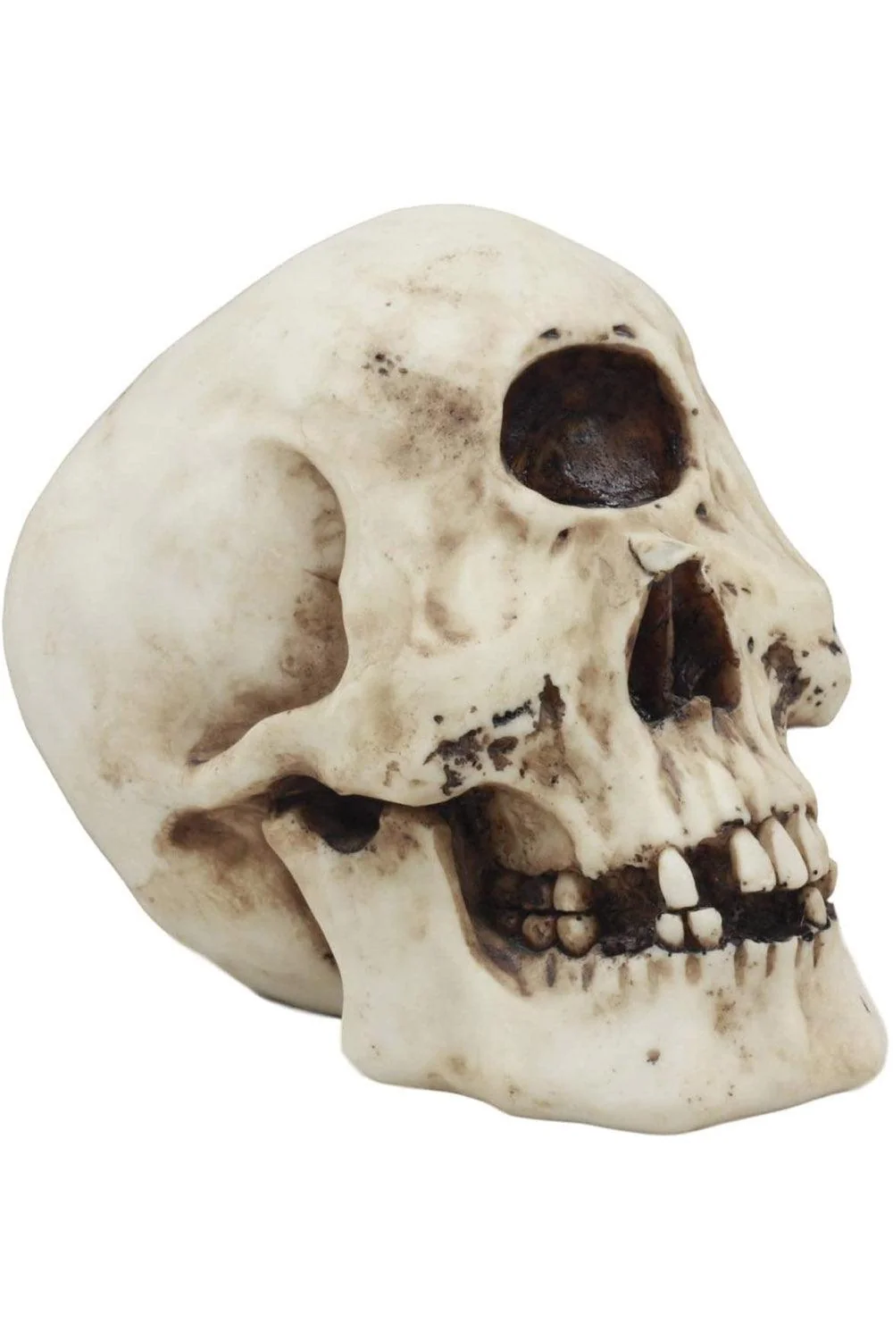 Cyclops Skull Replica - Image 4