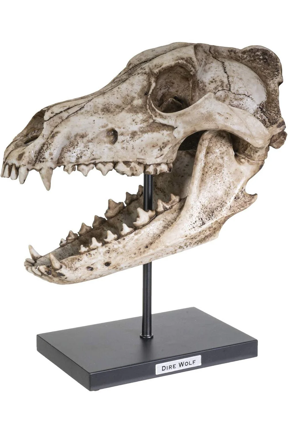 Dire Wolf Skull Replica - Image 3