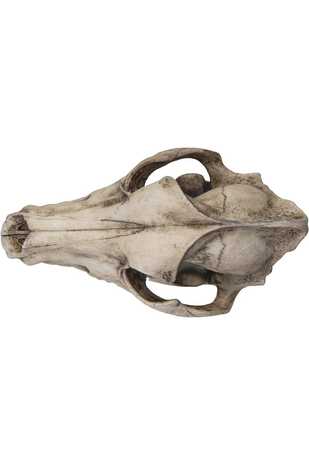Dire Wolf Skull Replica - Image 5