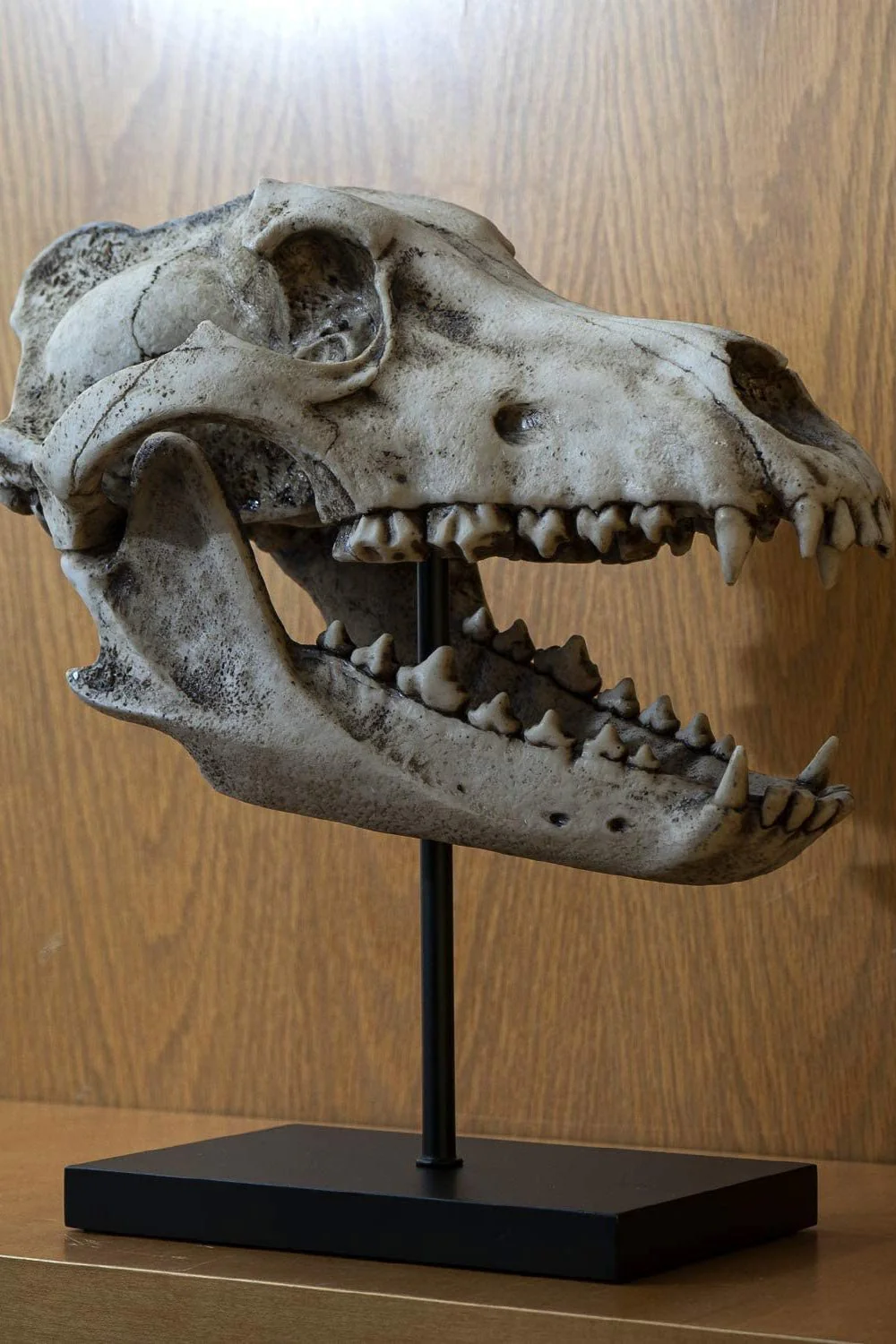 Dire Wolf Skull Replica - Image 6