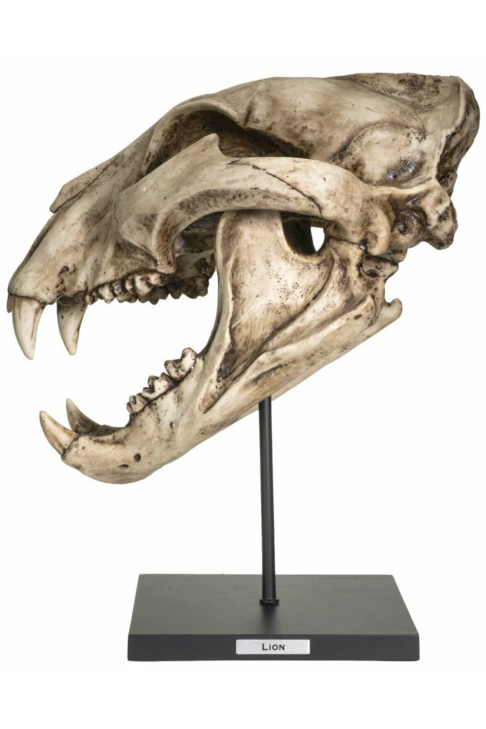 Extinct Pantherine Lion Skull Replica - Image 2