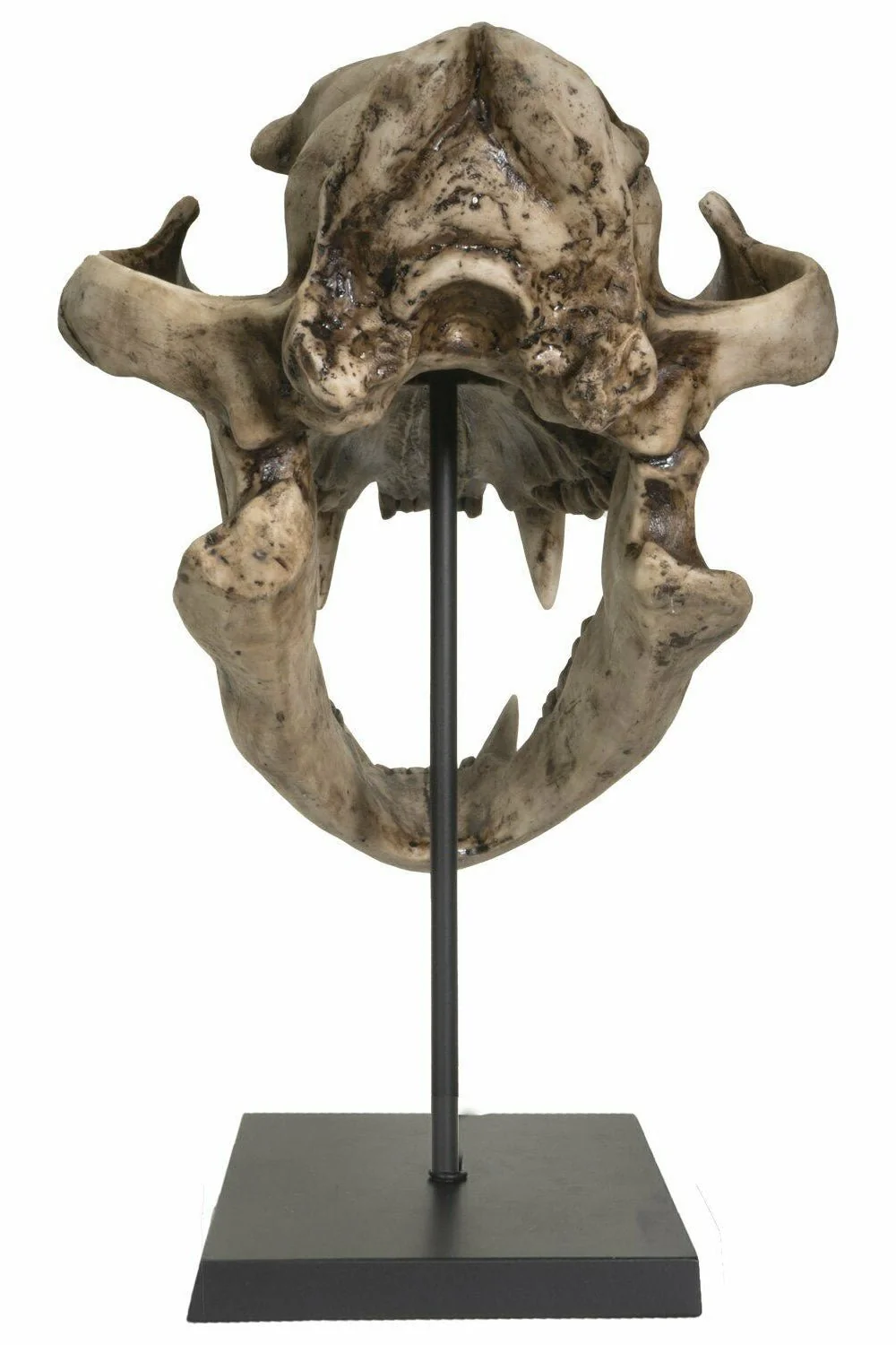 Extinct Pantherine Lion Skull Replica - Image 3