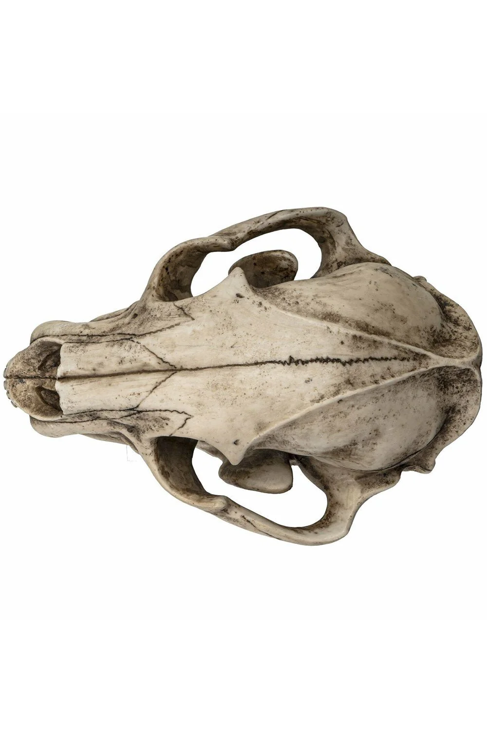 Extinct Pantherine Lion Skull Replica - Image 4