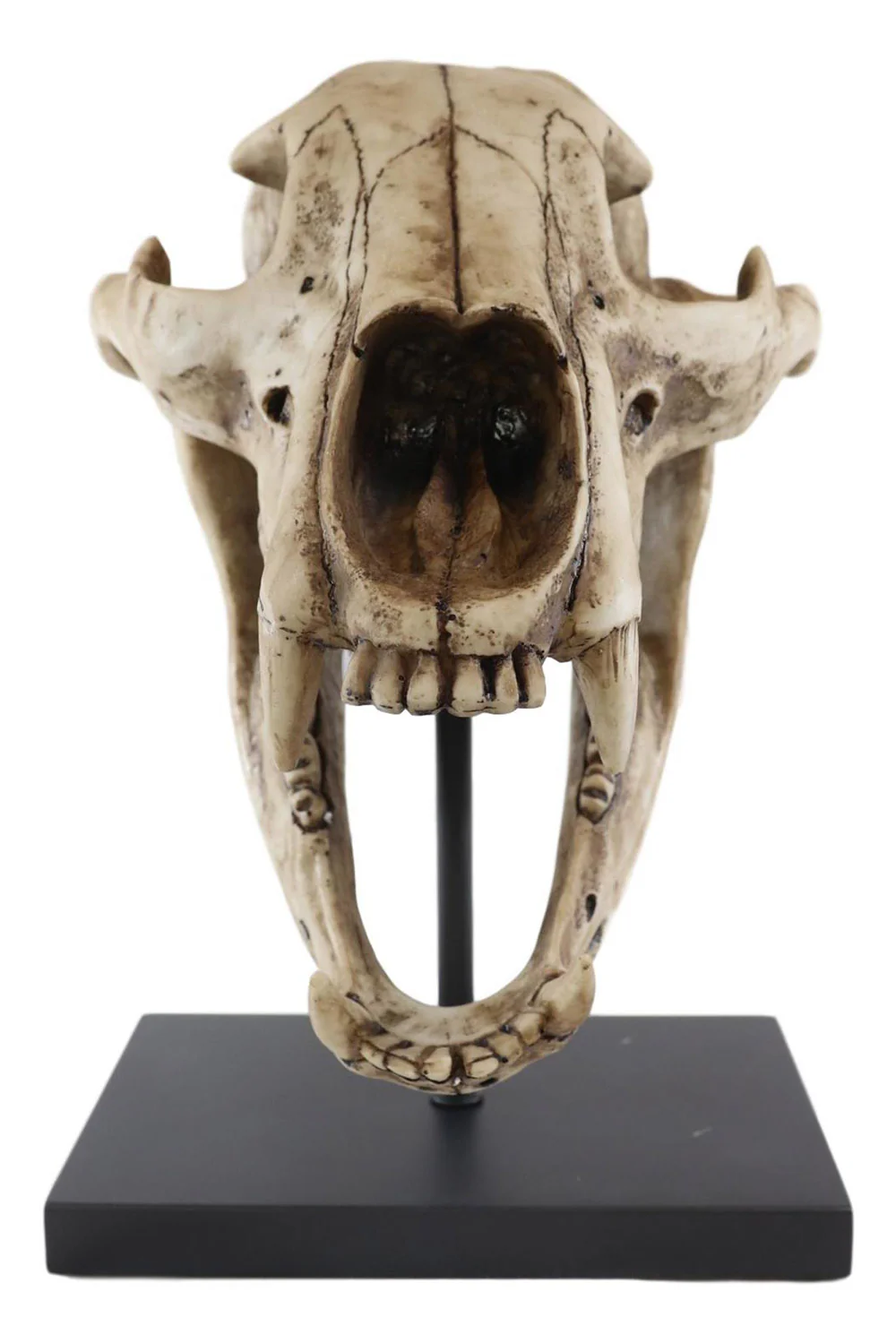 Large Black Bear Skull Replica - Image 2