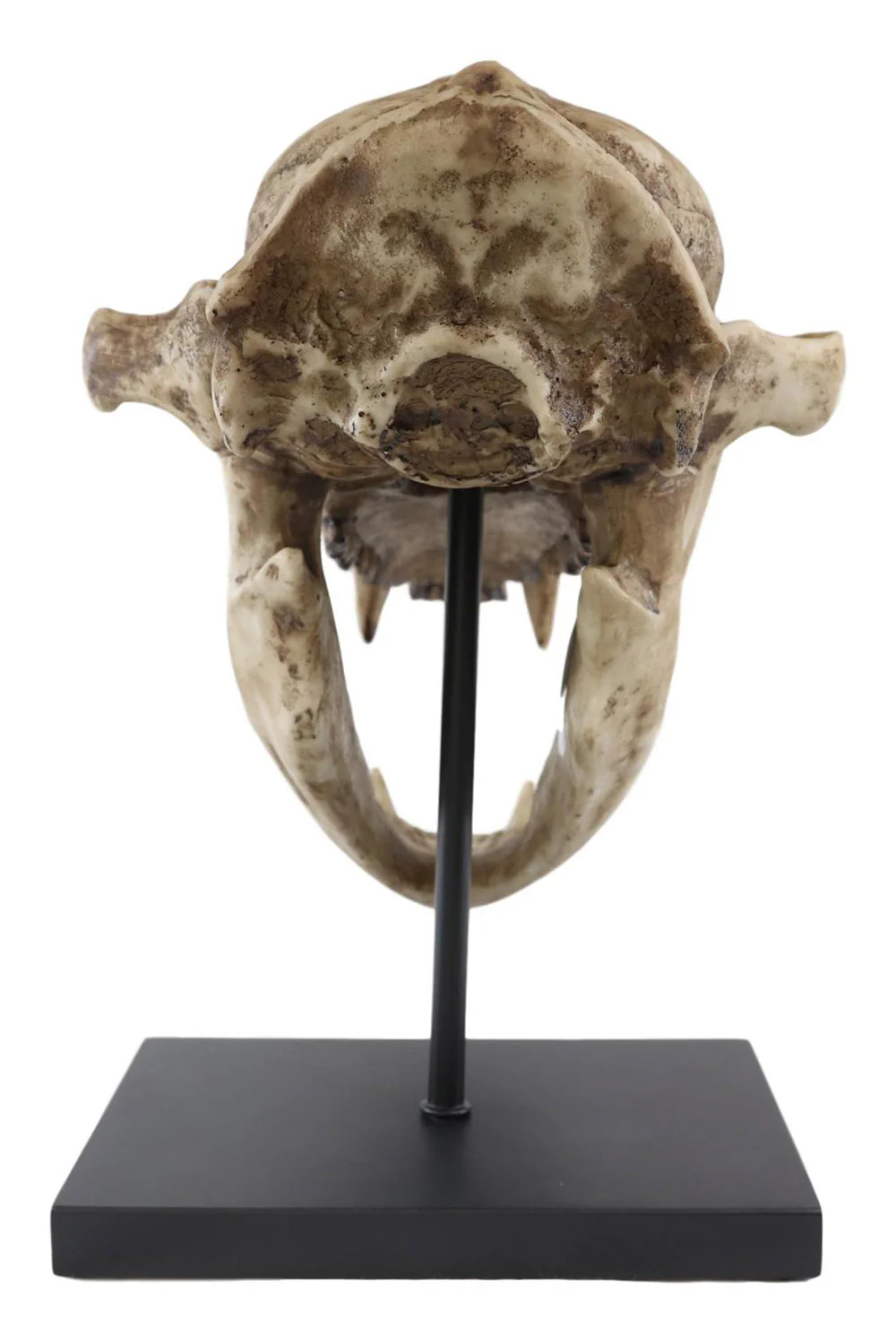 Large Black Bear Skull Replica - Image 4