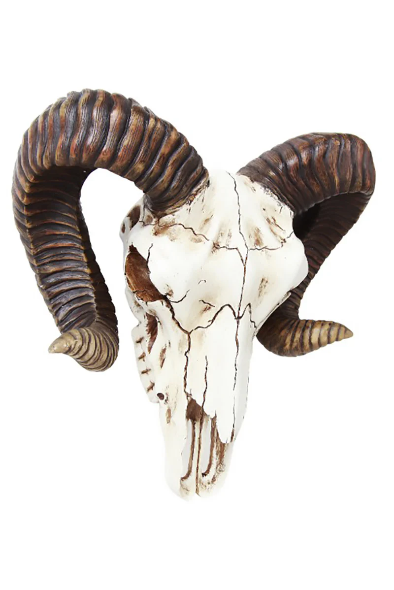 Ram Skull - Image 2