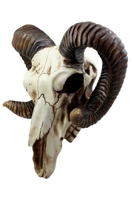 Ram Skull - Image 3
