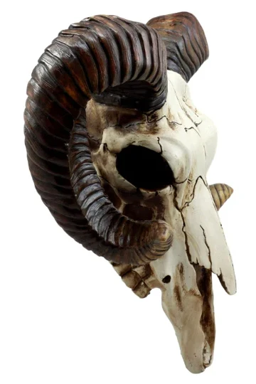 Ram Skull - Image 4