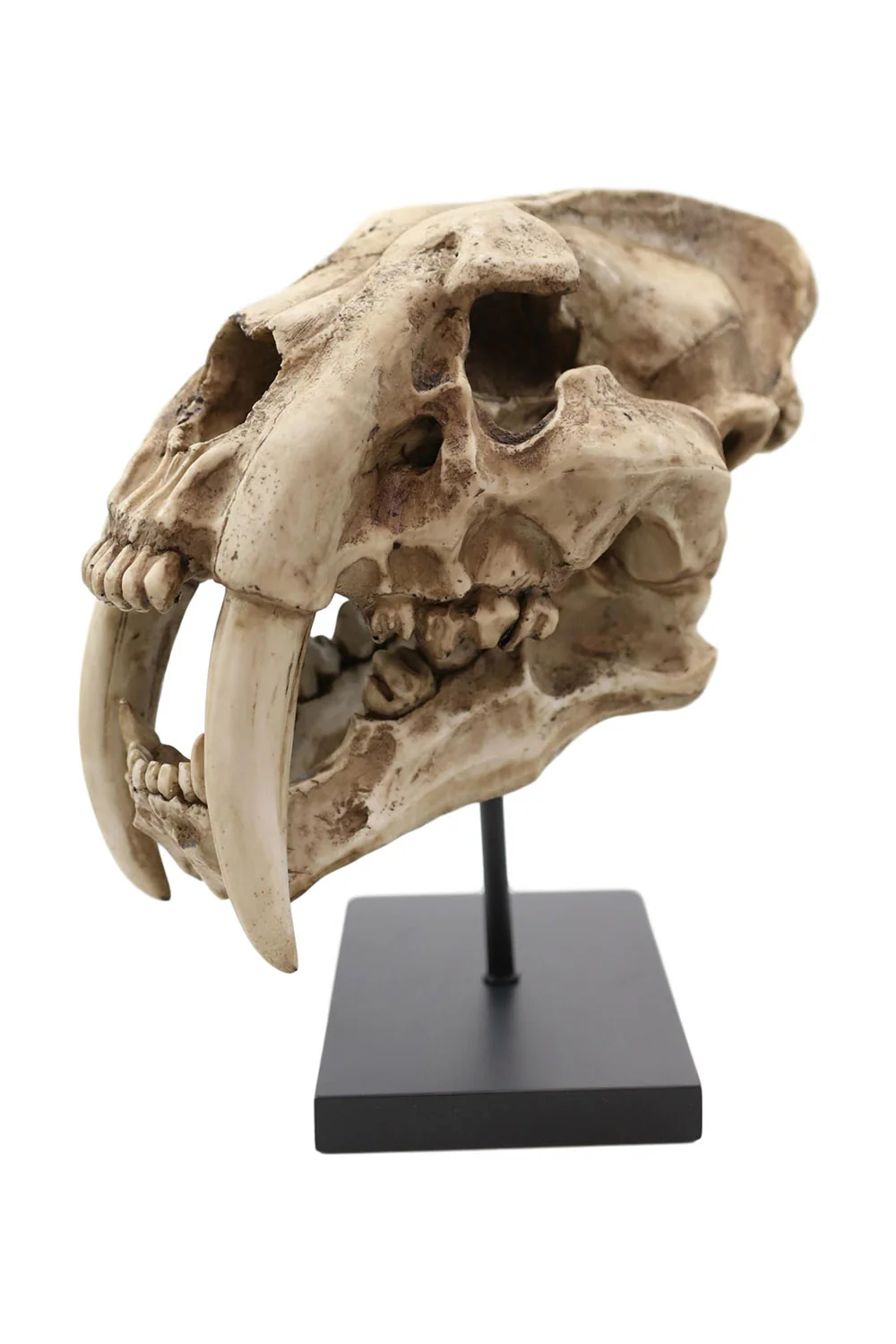 Sabertooth Skull Replica [Large] - Image 2