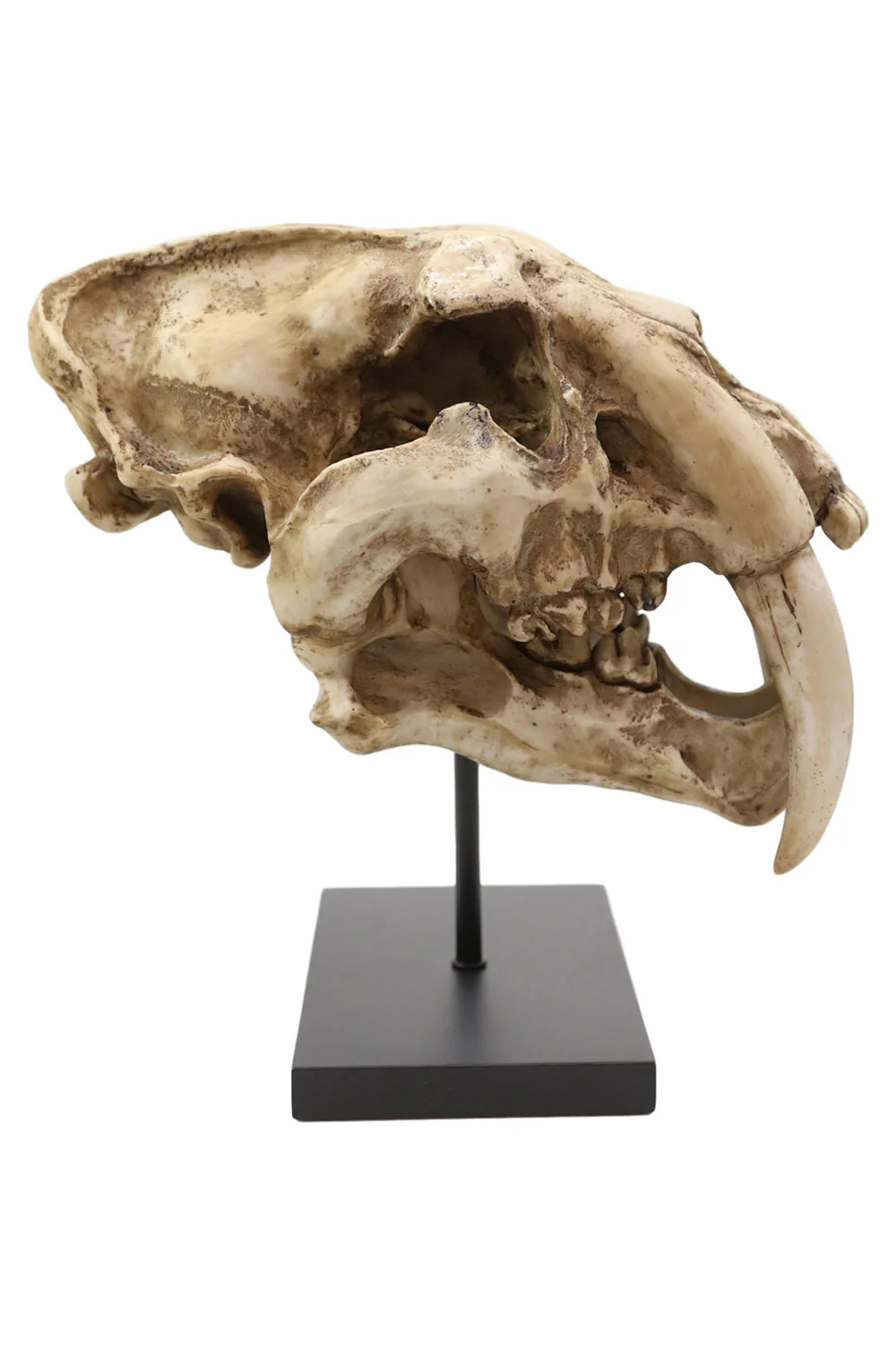 Sabertooth Skull Replica [Large] - Image 3