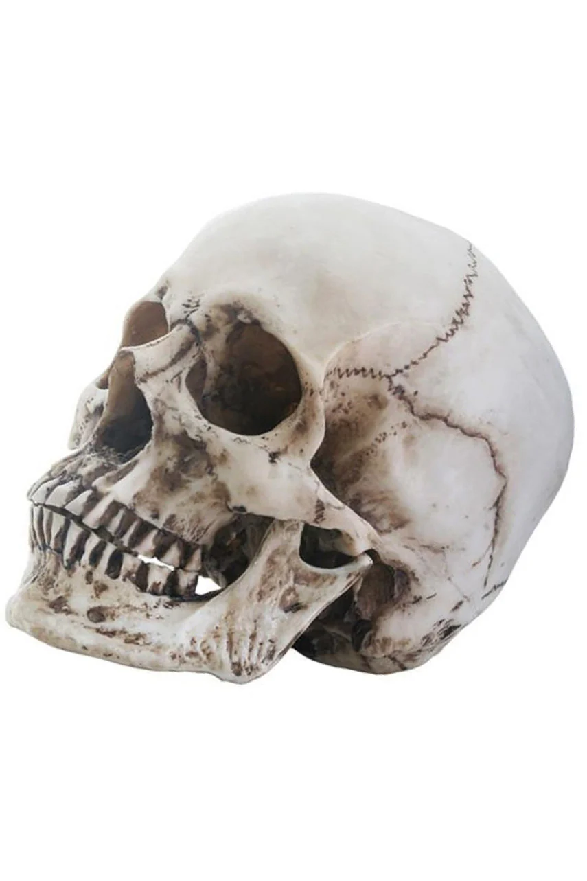 Skull Head Sculpture - Image 2