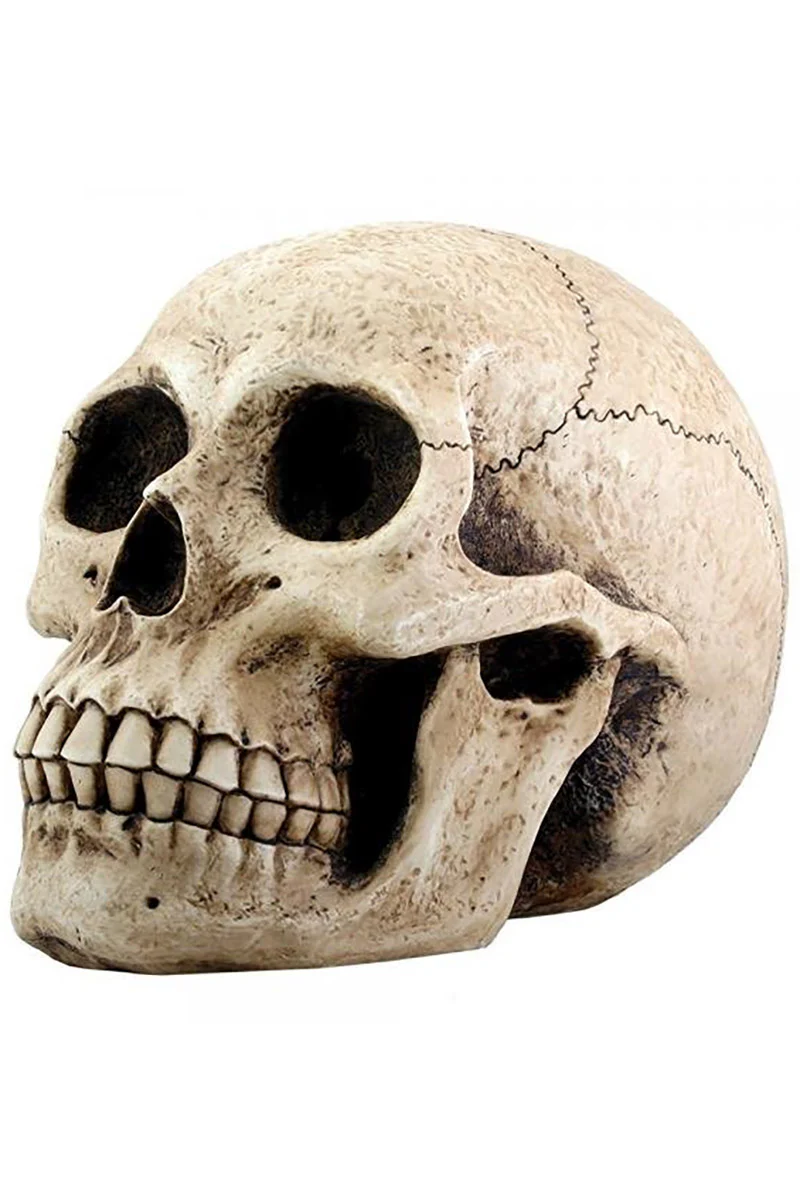 Skull Money Bank - Image 3
